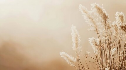 Delicate White Pampas Grass in Soft Brown Light