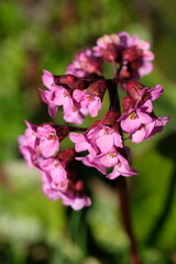 pink bergenia flowers close up