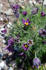 purple flowers of common lumbago