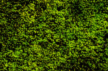 moss growing on the walls