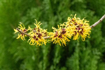 Hamamelis blossoming showing yellow ribbon-like petals in winter