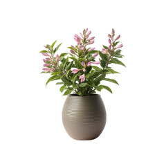 A Weigela, delicate flowering plant in a textured vase isolated on white background and transparent background.