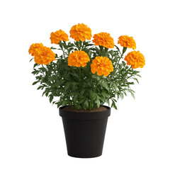Vibrant marigold flowers in a black pot . isolated on white background and transparent background.