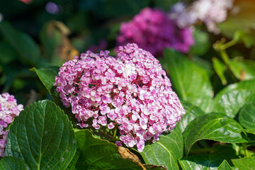 Hydrangea bushes are ornamental flowering plants and each species has different petals. Flower colors include white, pink, red, purple and blue.