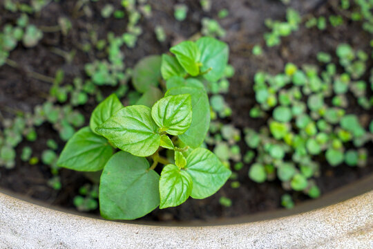 Peperomia pellucida is a herbaceous plant. Green succulent stems and branches are brittle and break easily. The leaves are single, heart-shaped.