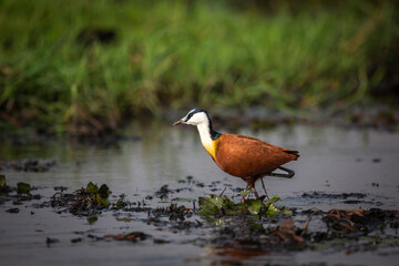 African Jacana wading across water lilies on Chobe River, Botswana.