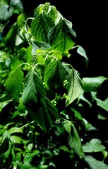 Wild plants