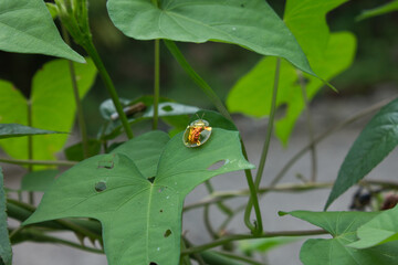gold ladybug on a branch