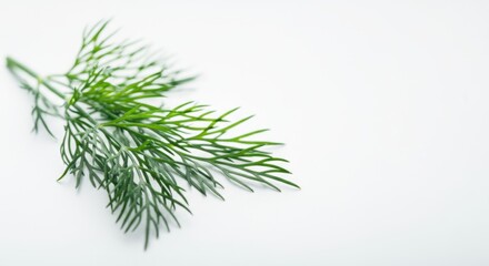 A sprig of fresh dill with delicate, feathery green leaves is placed against a clean, white background