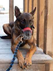 Belgian Shepherd dog in a muzzle on duty