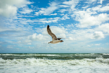 Single Seagull inflight passing by, rough Waves crashing ashore and blue Sky with white Clouds in...