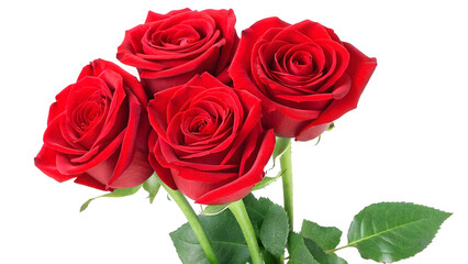Obraz premium Saint Valentine's Day. Luxurious red roses in full bloom, with soft petals and green leaves, cut out