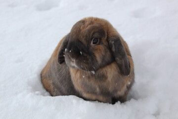 Rabbit