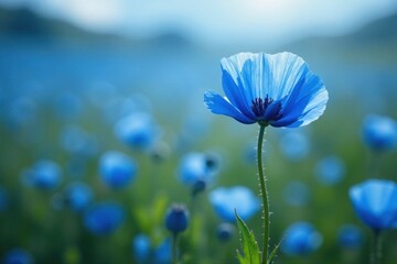 Himalayan Blue Poppy in full bloom on a blue field, blue poppy, meadow, nature