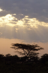 Naklejka premium Coucher de soleil, orage sur la savane, Kenya