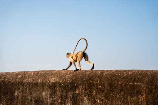 Affen auf Mauer in der Ranthambhor Festung im Ranthambhore Nationalpark in Rajasthan Indien