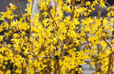 The bright yellow flowers of the Forsythia shrub, like the sun's rays, fill the heart with warmth...