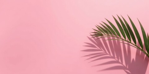 Serene Pink Background Featuring a Single Palm Frond Casting a Long Shadow