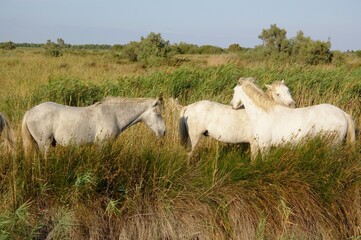 Fototapeta premium bushes with wild white horses, Camargue, France