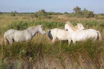Obraz premium bushes with wild white horses, Camargue, France