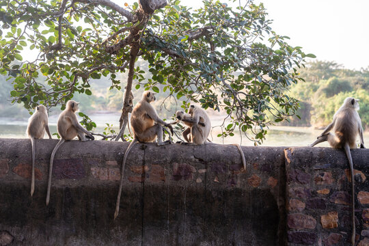 Affen auf Mauer in der Ranthambhor Festung im Ranthambhore Nationalpark in Rajasthan Indien