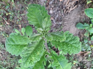 Beautiful Nature with Lush Green Crop Fields – A Serene Rural Landscape