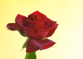 red rose isolated on yellow, close up