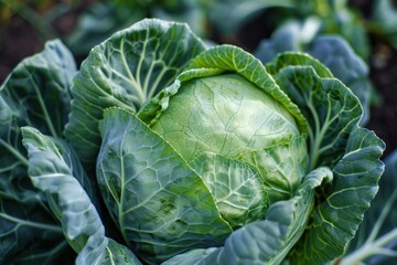 Fototapeta premium Close up of a vibrant green cabbage growing in a garden, surrounded by lush leaves