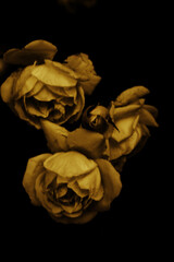 ATMOSPHERIC ROSES VINTAGE SALT PRINT EFFECT 