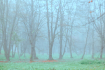 atmospheric mist forest peaceful grass lawn landscape background concept moody aesthetic morning