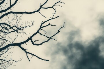 A dark, bare tree branch stretches across a cloudy sky, creating a moody and atmospheric scene.