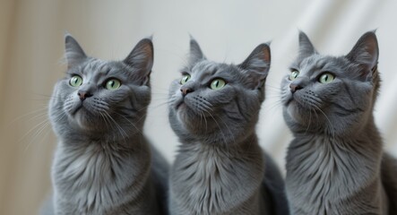 A group of three gray cats looking up at the camera.