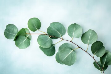 Obraz premium Watercolor eucalyptus leaves on light blue background ecofriendly