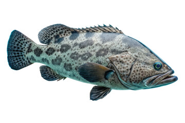 Naklejka premium Spotted grouper fish isolated with transparent background
