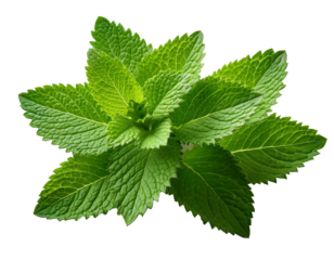  On a white background, a bright green sprig of lemon balm with sharp, serrated leaves