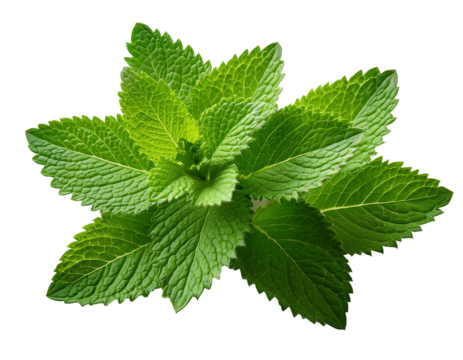  On a white background, a bright green sprig of lemon balm with sharp, serrated leaves