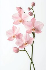 Delicate pink orchids bloom against white backdrop. Close-up view shows beauty, intricate details of flower petals. Elegant, isolated arrangement highlights soft color palette. Perfect image for