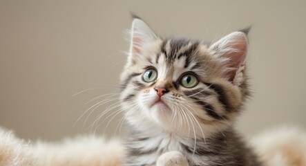 Adorable striped kitten gazing upwards with captivating eyes.