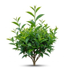 Obraz premium Green Tropical Plant Bush Isolated on White Background