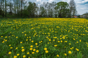 Obraz premium A meadow full of blooming dandelions in Franconian Switzerland