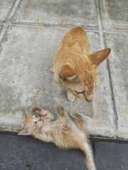 Fototapeta premium orange cat playing with her kitten