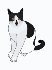 Cute black and white cat