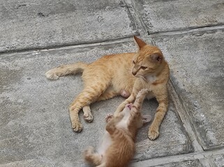Fototapeta premium orange cat playing with her kitten