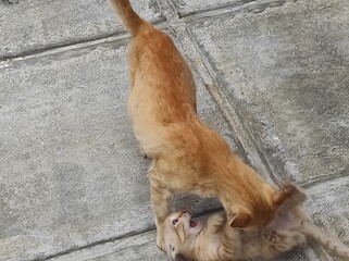 orange cat playing with her kitten
