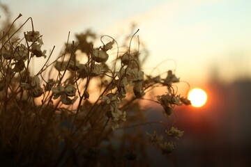 Beautiful view of plants at sunset, closeup