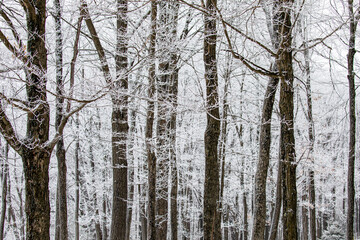 Wisconsin park in winter with snow covering trees