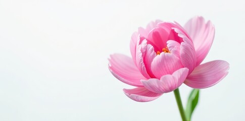 Fototapeta premium Single fresh pink peony blossom, pure white backdrop, pink, full bloom, botanical
