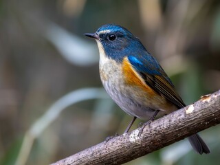 森の中で枯れ木に留まって周りを見渡しているルリビタキの雄