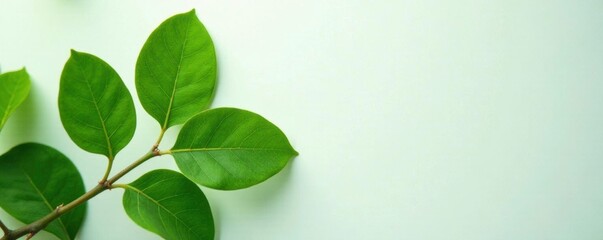 Anacardium occidentale leaves with varying shades of green on a clean white surface, natural, flowers, foliage