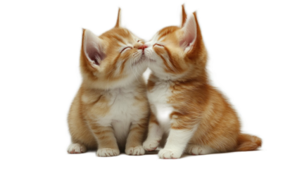 Two Adorable Orange Kittens Playfully Kissing Each Other on a White Background, Capturing a Heartwarming Moment Full of Joy and Affection Between Feline Friends
